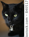 black cat, pussy, cat 840517