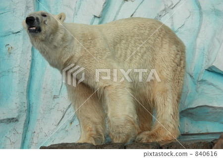 北極熊 840616