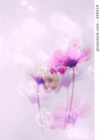 Romantic Cosmos 840814