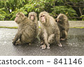 猴子 猴 動物 841146