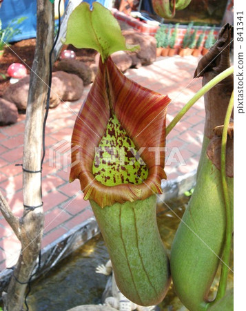 豬籠草Trancata 豬籠草Trancata 841341