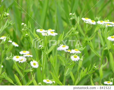 Spring Shoen（公主女孩） 841522