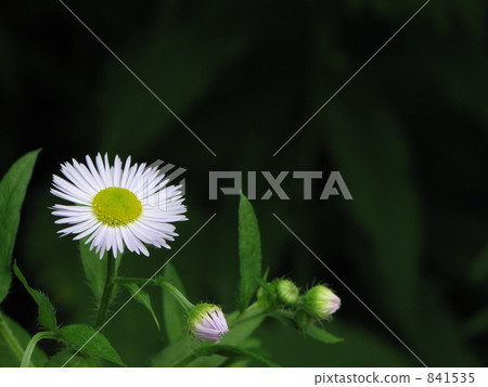 Spring Shoen (Princess Girls) 841535