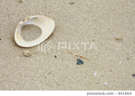 seashell, shell, sand beach 841664