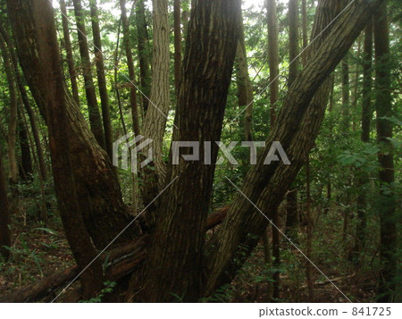 大樹 森林 樹林 841725