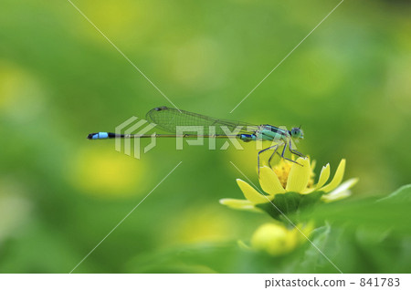 Dragonfly  841783