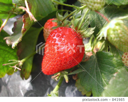 strawberries, strawberry, green 841985