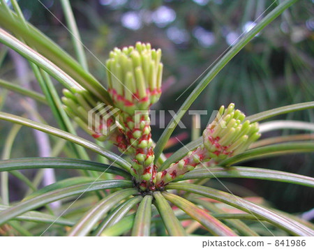 conifer, coniferous tree, yellow-green 841986
