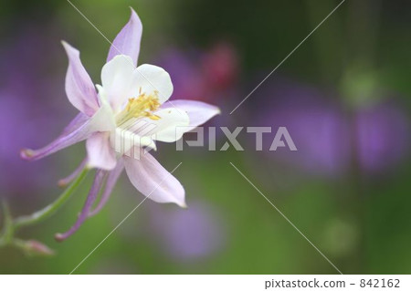 耬斗菜 耬斗菜 842162