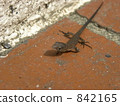 a lizard, lizard, land creatures 842165