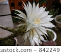 potted plants, potted plant, bloom 842249