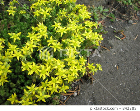 Mannesa Mannesa 842285