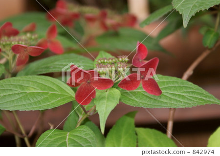 山繡球花Hakushukijima百花園 山繡球花Hakushukijima百花園 842974