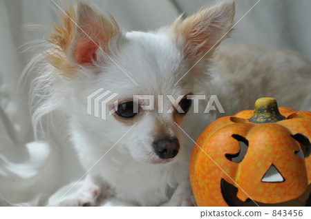 Halloween dog 03 Halloween dog 03 843456