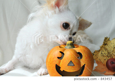 Halloween dog 05 Halloween dog 05 843457