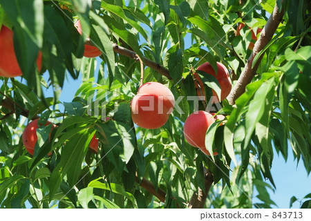 Peach Blossom Peach Blossom 843713