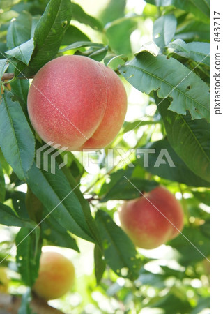 peach  843717