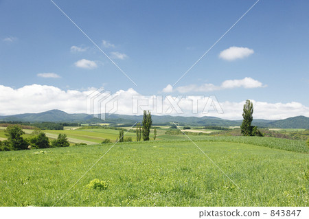 poplar, poplars, grassland 843847