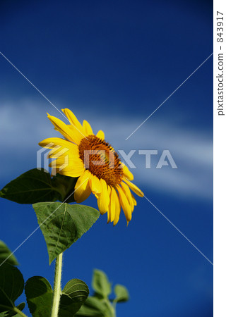 Sunflower and sky Sunflower and sky 843917