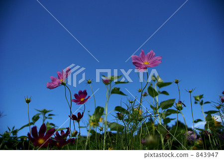Blue sky and cosmos Blue sky and cosmos 843947