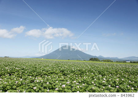 Potato field and Yotei mountain Potato field and Yotei mountain 843962