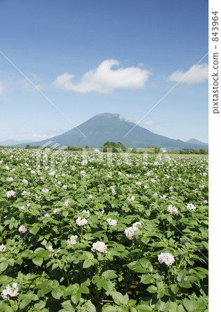 Potato field and Yotei mountain Potato field and Yotei mountain 843964
