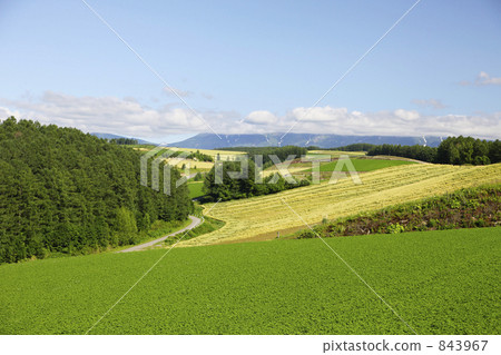 hill of biei, kamikawa district, patch of potatoes 843967