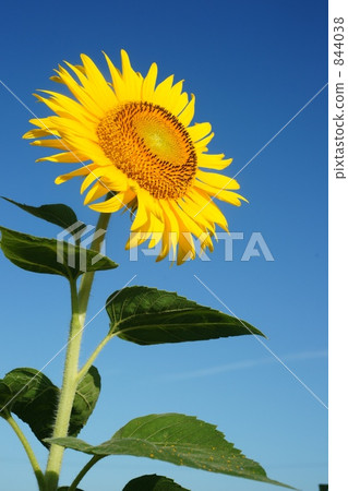 sunflower	 844038