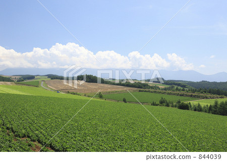 bean field, mamehata (person's name), ozubata 844039