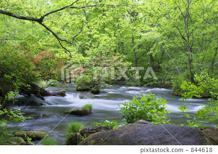 春天的奧入瀨 844618