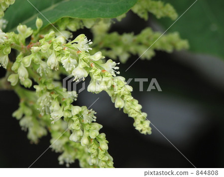 Itadori花 Itadori花 844808