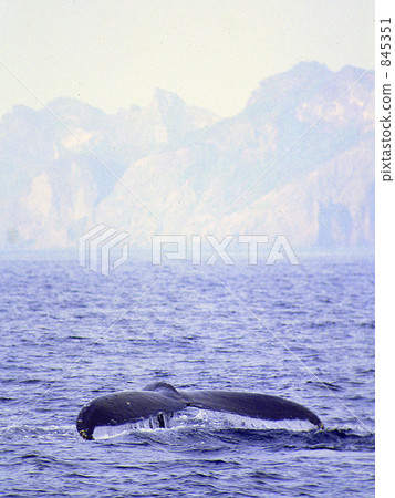 Humpback whale 845351