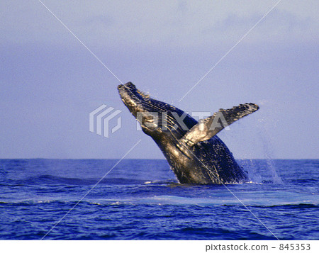 座頭鯨 845353