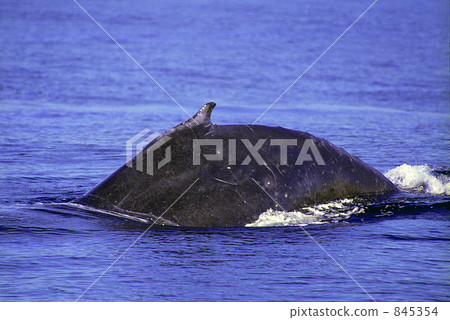 座頭鯨 845354