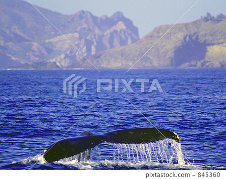 Humpback whale 845360