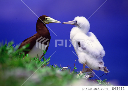 Parent and child of boobies 845411