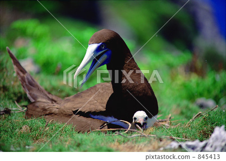 父母和孩子的鰹鳥 父母和孩子的鰹鳥 845413