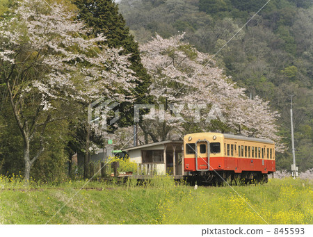 櫻花本地線春天 櫻花本地線春天 845593