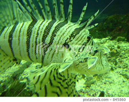 Scorpion fish 845860