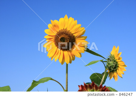 sunflower	 846247