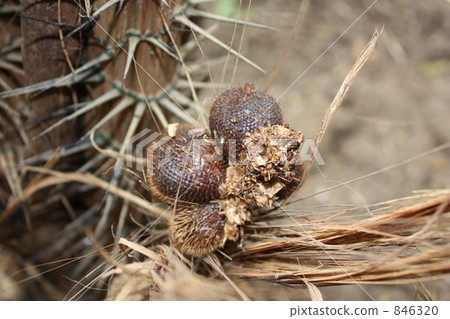水果 巴厘島 紫色 846320