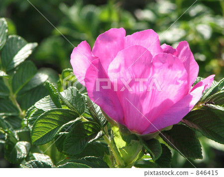 Moe Hamanasu Moe Hamanasu 846415