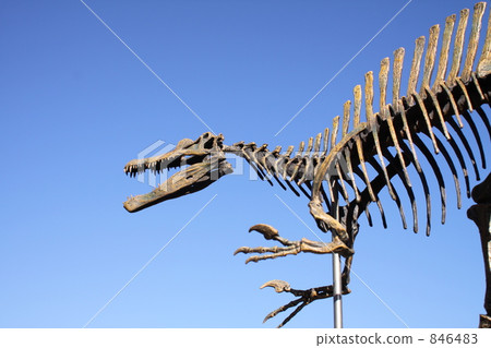 棘龍骨架 棘龍骨架 846483