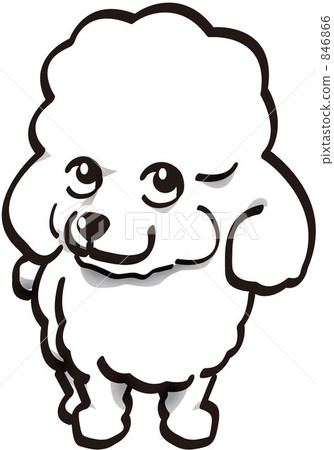 toy poodle, dog, dogs 846866