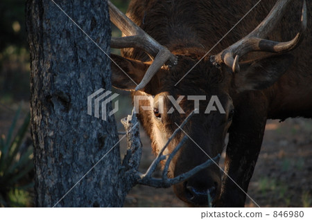 elk, deer 846980