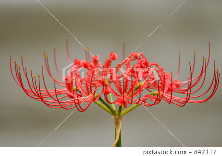 Cluster amaryllis 847117