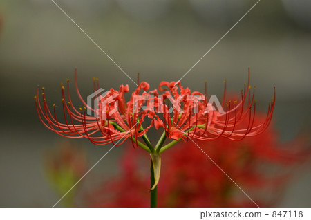 Cluster amaryllis Cluster amaryllis 847118