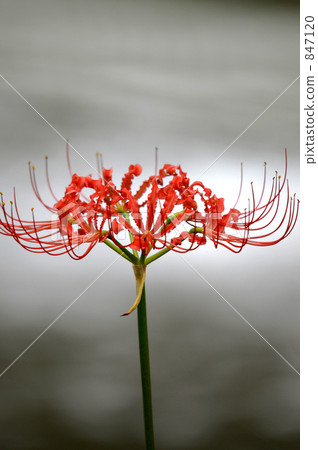 Cluster amaryllis Cluster amaryllis 847120