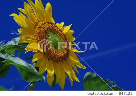 sunflower sunflower 847123