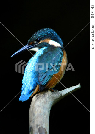 Kingfisher of a kingfisher (little bird) Kingfisher of a kingfisher (little bird) 847143